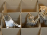 Cicák és dobozok