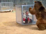 Grizli mackó vs hülye japán