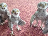 Happy three owls