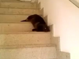 Ez a macska lefolyik a lépcsőn megloopolva
