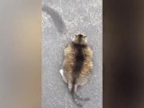 A világ legkövérebb macskája