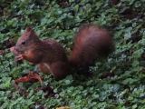 Reggeliző mókus a kertben