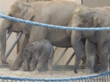 2017-11-15 8 napos kis elefánt az Állatkertben