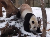 Nézegess cuki pandákat a hóban
