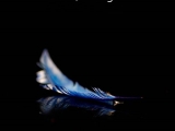 Ikimono Gakari - Blue bird (magyar fordítás)