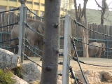 2018-01-27 Arun a kiselefánt az Állatkertben