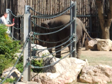 Elefánttorna az Állatkertben angolul