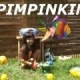 pimpinkin