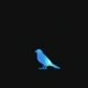 bluebird3