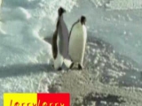 poénos pingvinek