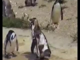 Boldog pingvin