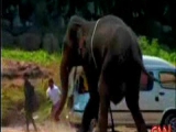 Dühös elefánt