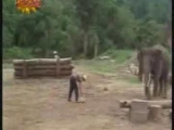 artista elefánt
