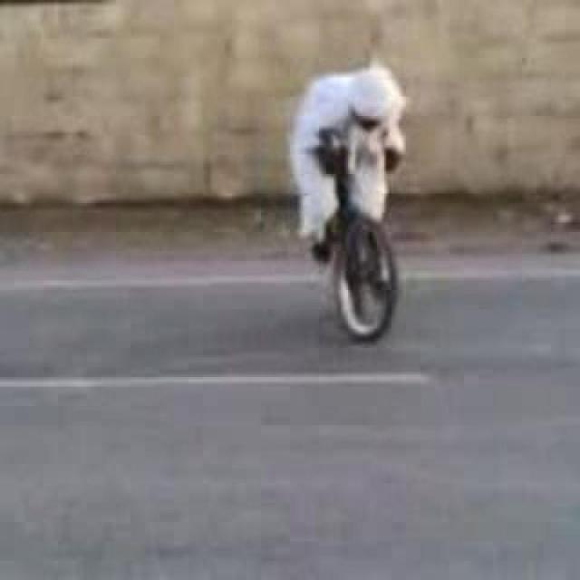 Biciklizik az arab