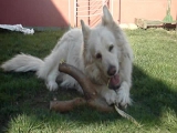 A nagyobbik kutyám, Lux