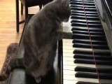Zongorázó macska 