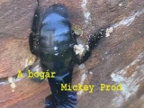 Bogár