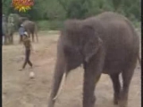 ügyes elefánt!