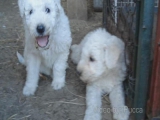 Cukivideó - Kutyakölykök
