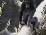 kiváncsi csimpánz