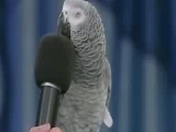 Inteligens papagáj