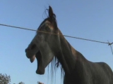PKN Ranch - A lovak bemutatkoznak