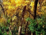 Erdő -   az  ősz  színei