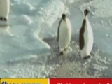 Pixar - pingvin 2.