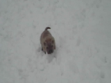 shar pei a hóban