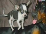 Dobermann & Chihuahua szerelem