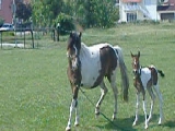 My horses:Lepóca...