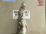 Vicces japan macska