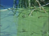 kék-zöld alga (moszat)