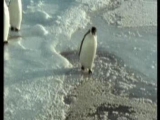 Az ismert pingvin