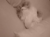 Marha álmos macska