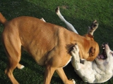 Tiltott kutyaviadal pitbull vs amstaff