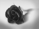 Black_rose
