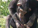 szomjas csimpánz