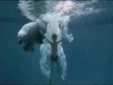 Fogadj örökbe egy jegesmedvét