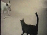 Bull Terrier vs macska