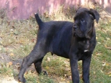 Garden Guard Emilio 7 weeks old