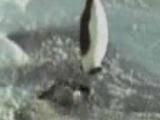 Pingvin video