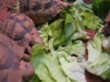 Egyiptomi teknősök ebédelnek
