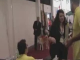 Akita inu Zágráb Eurodogshow