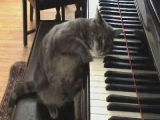 Zongorista állást keres