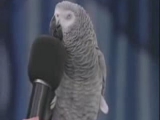 A beszélő papagáj