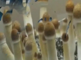 A gombák csak nőnek