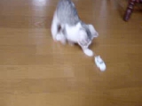 macskás videó