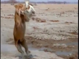 Oroszlán vs. repülő impala