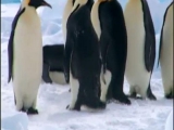 Császárpingvinek harca a fókákkal